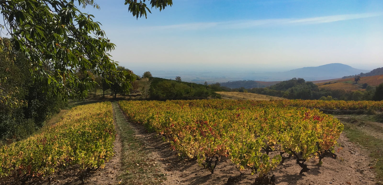 Vignes dans le Beaujolais - LRiou