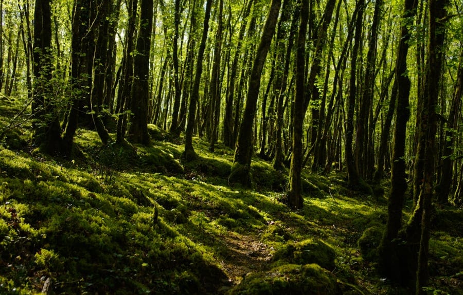Balade en forêt dans le Sud-Ouest du Périgord noir