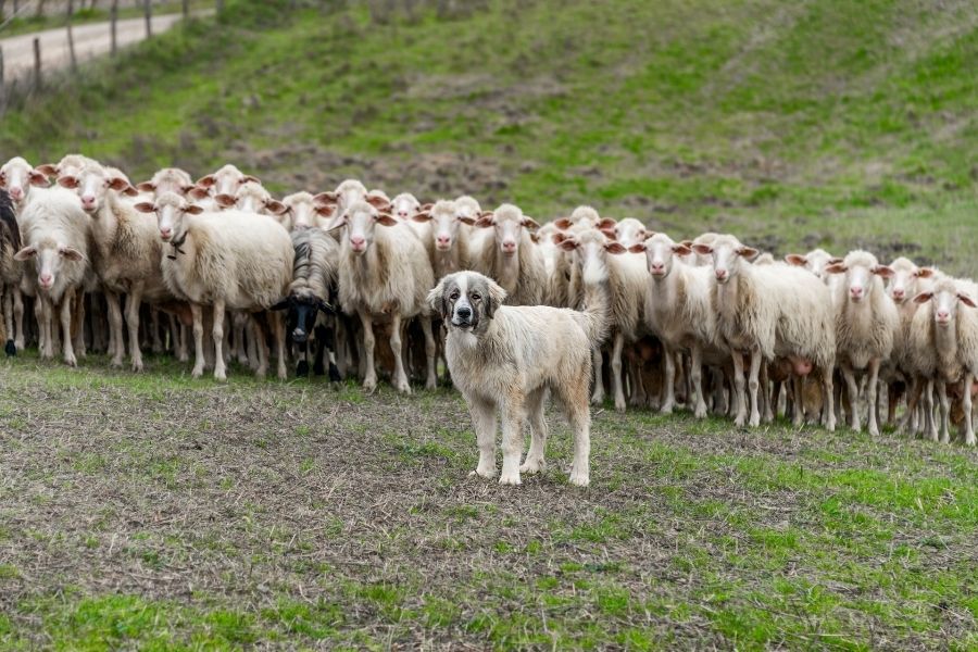 chien de troupeau