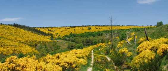 mont-lozere-stevenson-massifcentral